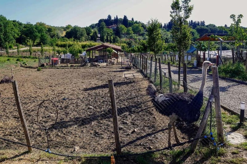 Florence: Private Horseback Ride with Tuscan Lunch or Dinner - Meeting the horses at the family-run farm