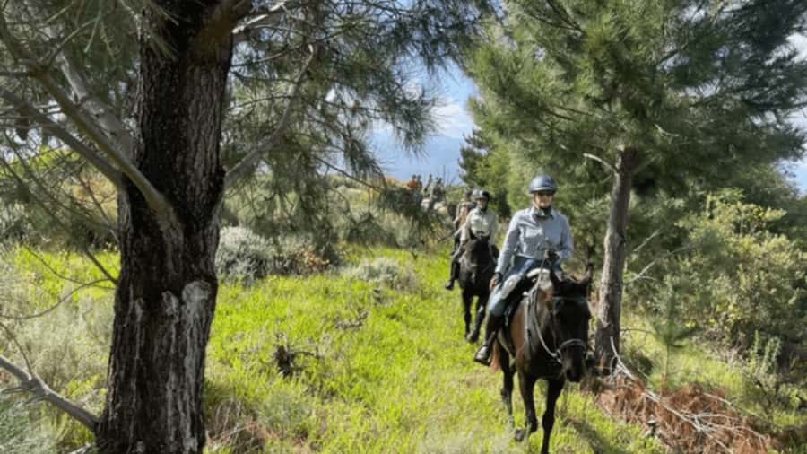 Franschhoek: Half Day Horse Trail and Wine Tasting - Riding through Franschhoek’s working farm
