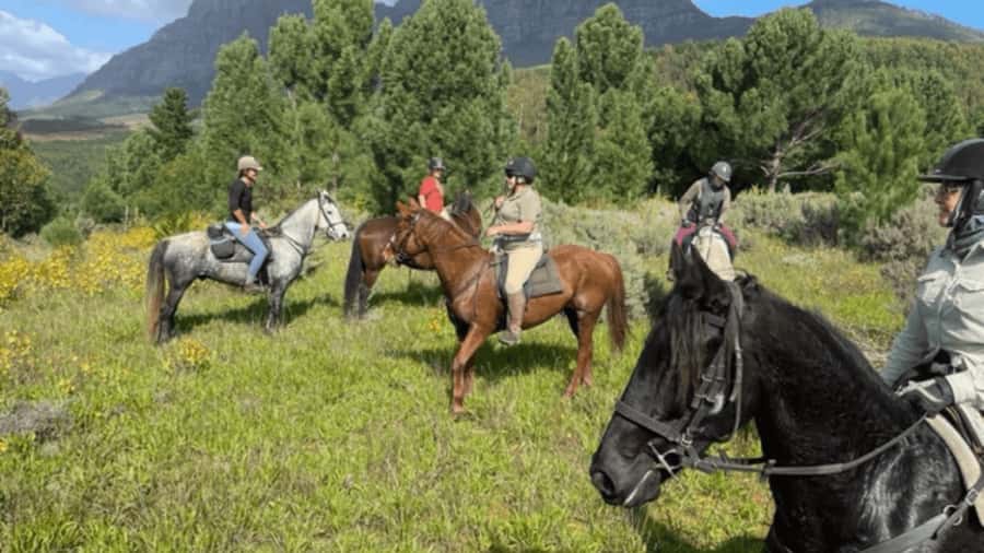 Franschhoek: Half Day Horse Trail and Wine Tasting - Choosing between a quiet meander and a canter