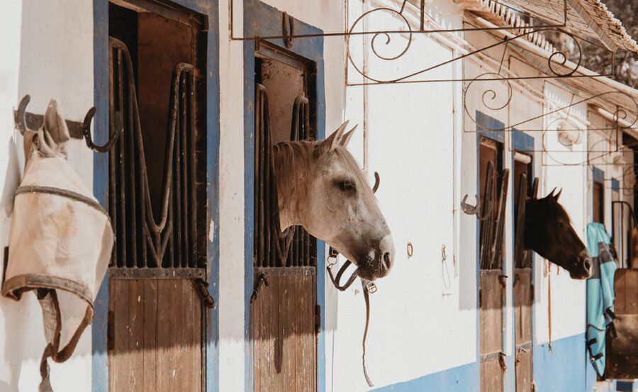 From Albufeira: Horse Riding Tour with Pickup - Meeting the horses and choosing your pace
