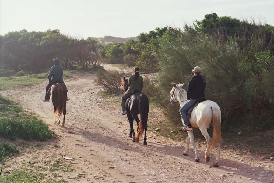 From Essaouira: 1-Hour Horse Ride with sunset - Meeting the Barb Arabian horses