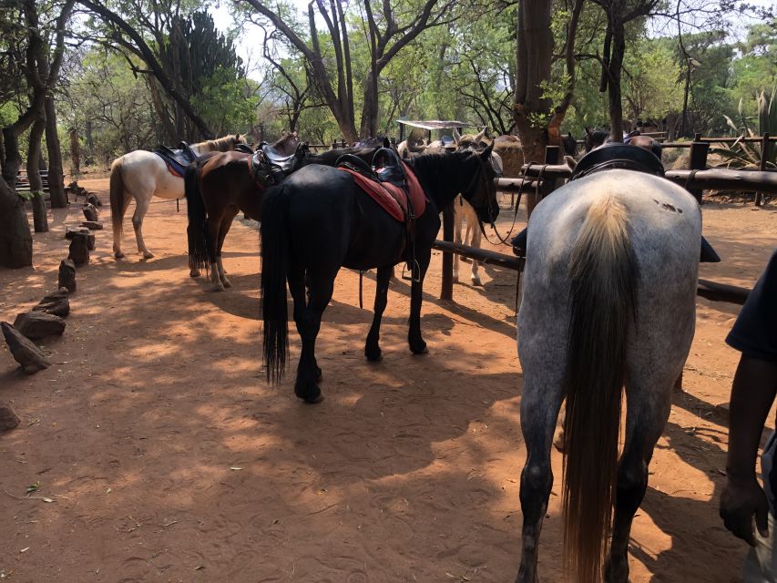 From Johannesburg: Horse-Riding Safari and Cable Car Tour - Should you book this horse safari and cable car tour?
