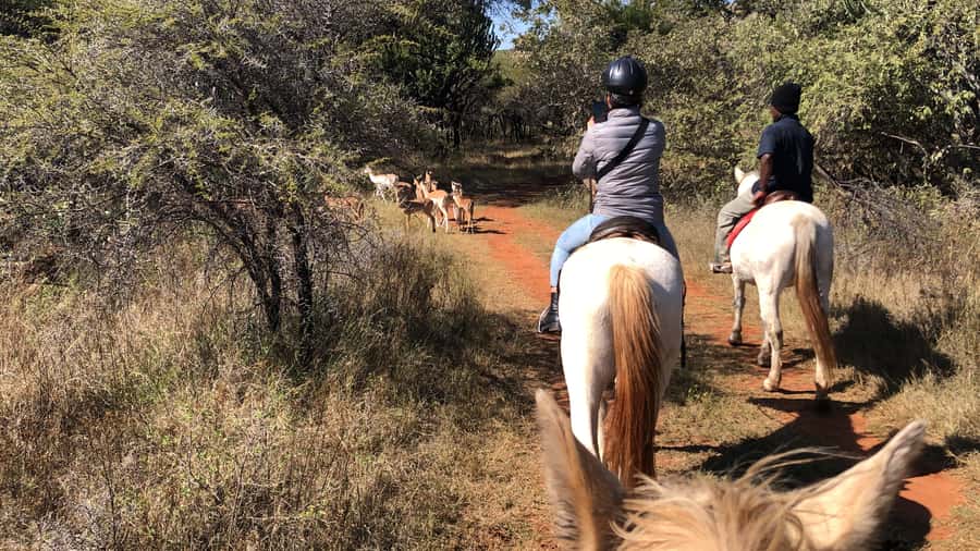 From Johannesburg: Horse-Riding Safari and Cable Car Tour - Why this tour is different from a regular safari