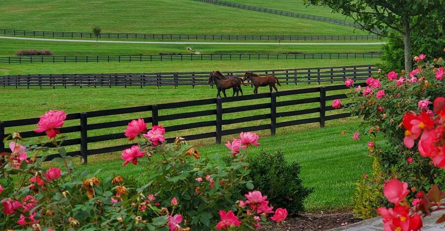 From Lexington: Kentucky Horse Farms Tour - The Thoroughbred Center and horses in motion