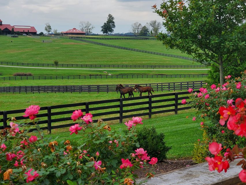 From Lexington: Kentucky Horse Farms Tour - Meeting the horses safely