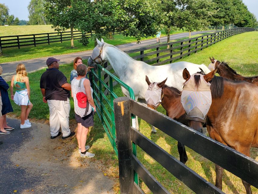 From Lexington: Kentucky Horse Farms Tour - A three-hour pace, with little room for wandering