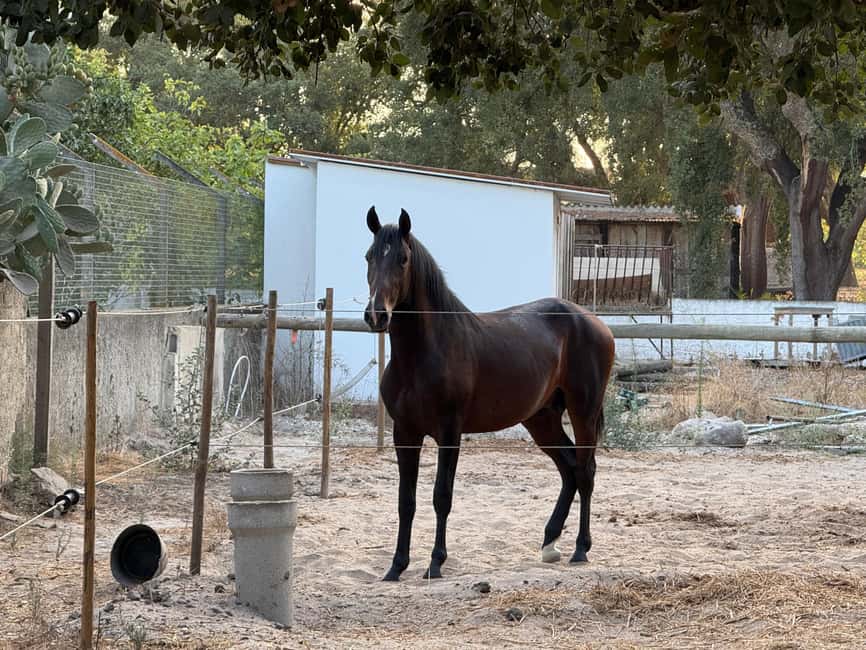 From Lisbon: Amazing Horseback Ride, Tasting, Estates, and Cristo Rei - Should you book it?
