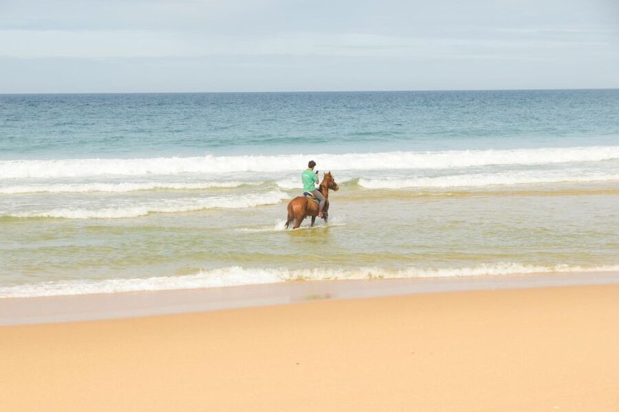 From Lisbon: Horseback Riding on Comporta Beach - Through the Atlantic Forest