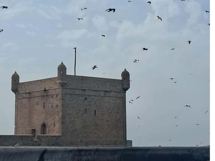 From Marrakech: Essaouira day Trip with camel, horse & quad - Beach time is the trip’s easiest pleasure