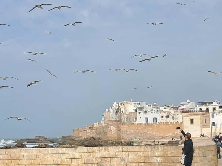 From Marrakech: Essaouira day Trip with camel, horse & quad - Camel, horse, and quad rides need careful expectations