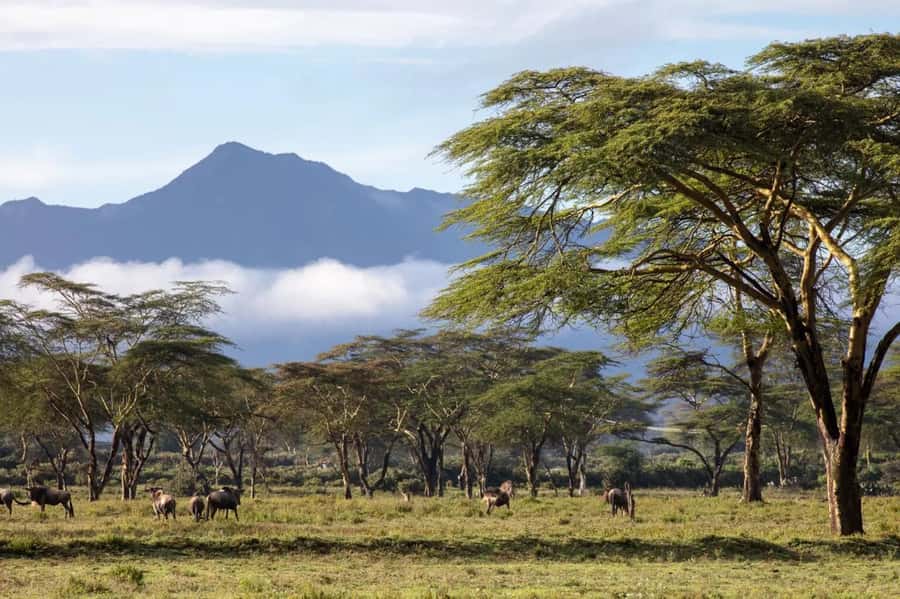 From Nairobi: Horseback Wildlife Safari with Transfer & Meal - Quick Reasons to Consider This Ride