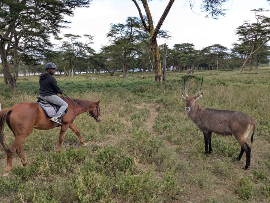 From Nairobi: Horseback Wildlife Safari with Transfer & Meal - Wildlife Without the Sound of an Engine