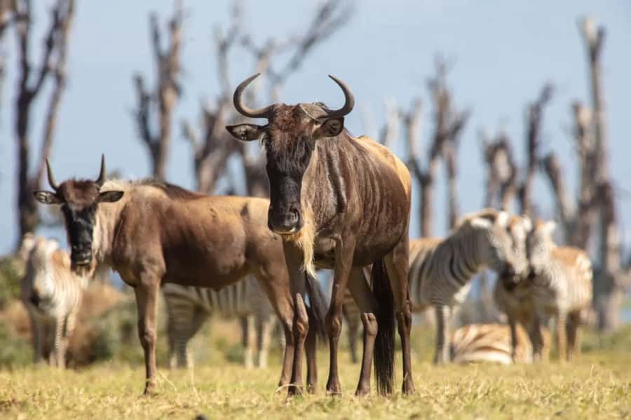 From Nairobi: Horseback Wildlife Safari with Transfer & Meal - What the $235 Price Really Buys