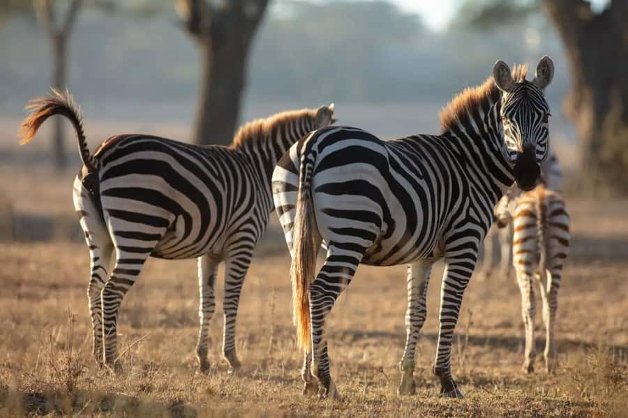 From Nairobi: Horseback Wildlife Safari with Transfer & Meal - Practical Comfort and Safety Notes