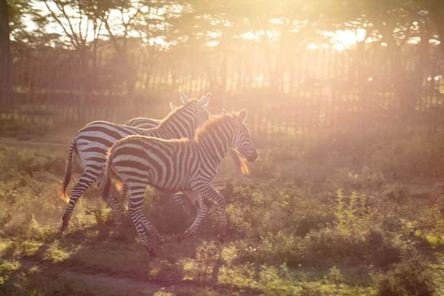 From Nairobi: Horseback Wildlife Safari with Transfer & Meal - Booking Advice for a Nairobi Day Trip