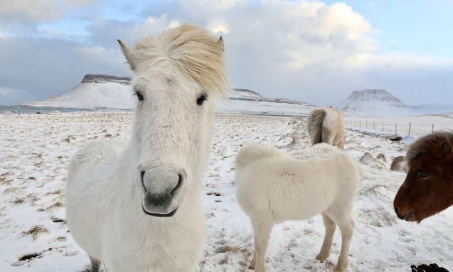 From Reykjavík: Full-day Golden Circle & Horse Riding Tour - Why this combination works in Iceland