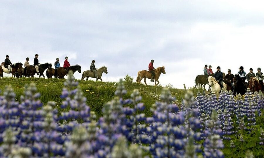 From Reykjavík: Full-day Golden Circle & Horse Riding Tour - The long ride back to Reykjavík