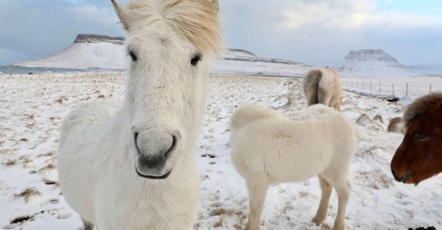 From Reykjavík: Full-day Golden Circle & Horse Riding Tour - Pickup from Reykjavík can take time