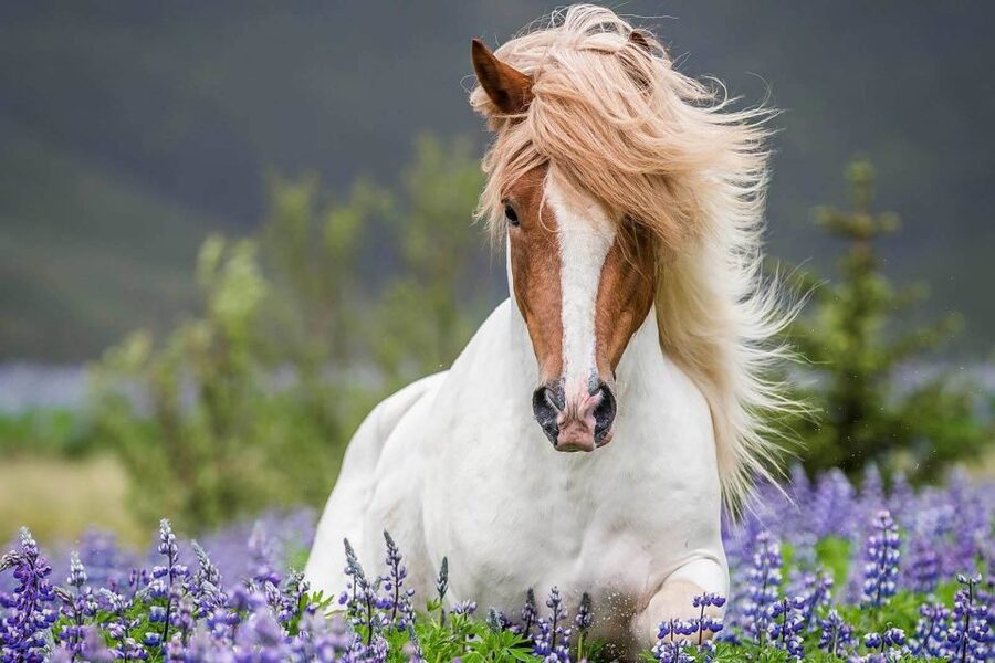 From Reykjavik: Full-Day Horse Riding & Golden Circle Tour - Four things to know before booking