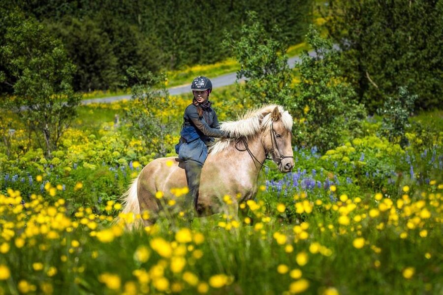 From Reykjavik: Full-Day Horse Riding & Golden Circle Tour - Why this full-day combination works