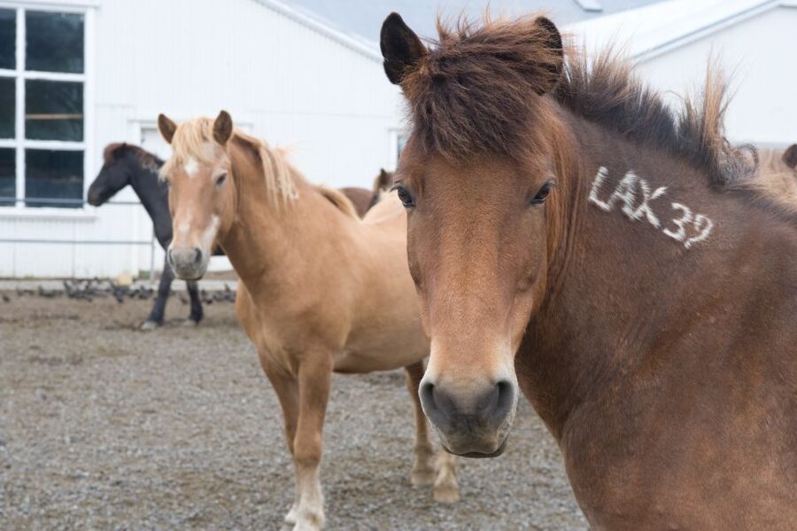 From Reykjavik: Full-Day Horse Riding & Golden Circle Tour - Lunch and the transfer to the Golden Circle