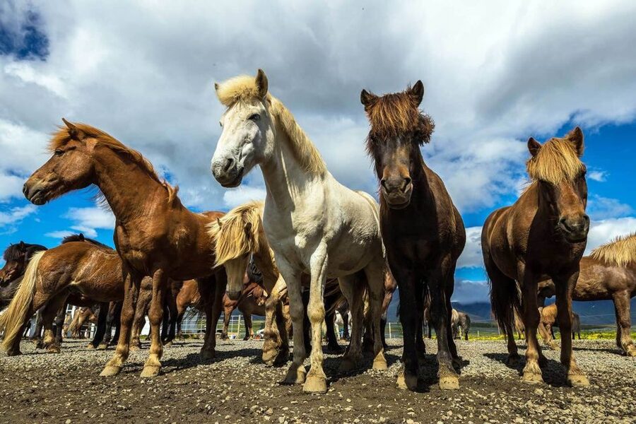From Reykjavik: Full-Day Horse Riding & Golden Circle Tour - Þingvellir: geology and Icelandic government