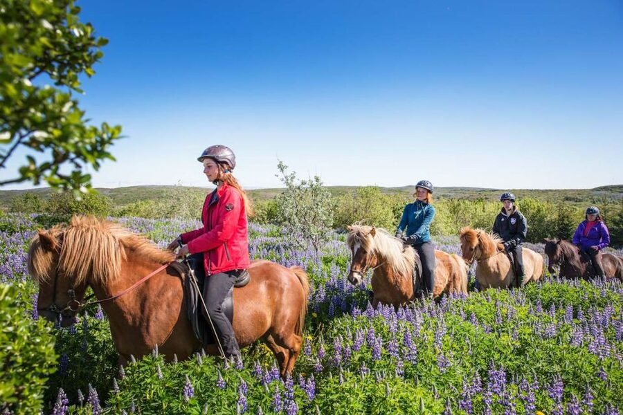 From Reykjavík: Viking Horseback Tour in Hafnarfjörður - Why this ride is different from a standard Icelandic horse tour
