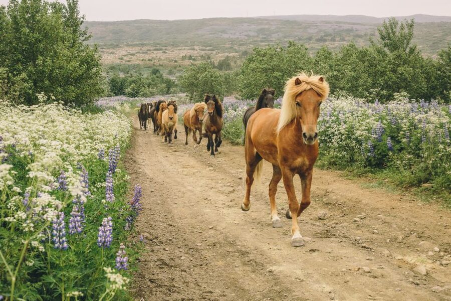 From Reykjavík: Viking Horseback Tour in Hafnarfjörður - Matching the right Icelandic horse to each rider