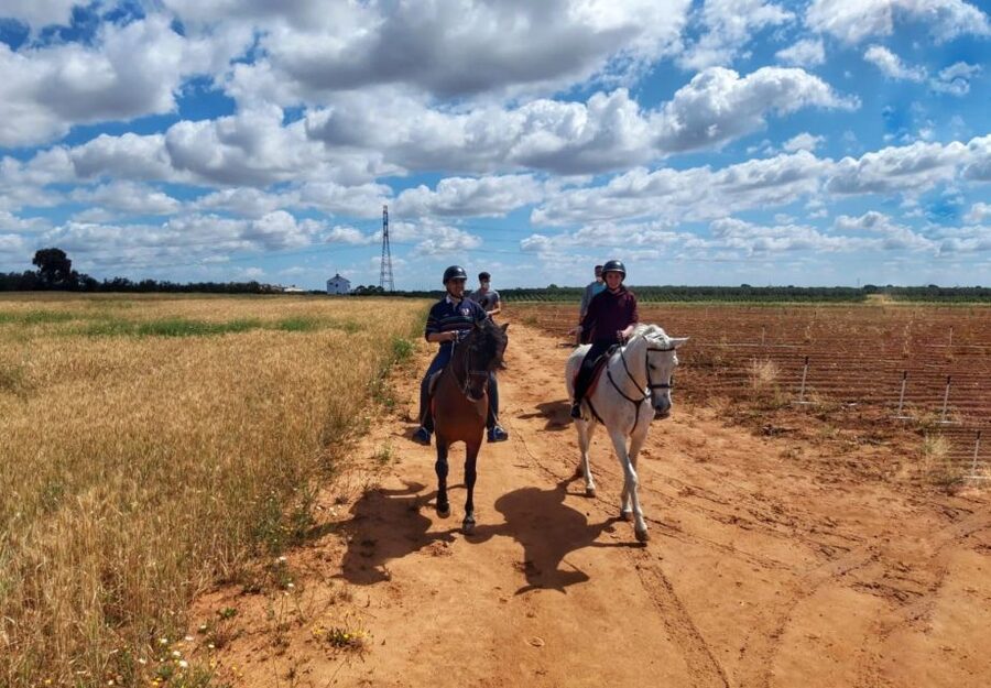 From Seville: Andalusian Horseback Ride - Two Hours Under the Pine Trees