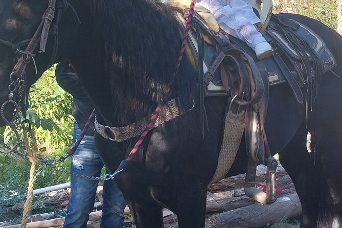 Fun Horseback Tour in Mismaloya - One hour at El Eden