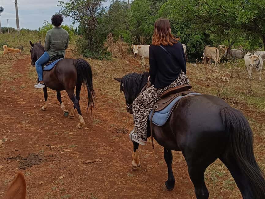 Gargano National Park: a horseback ride - The sea view and the Tremiti Islands