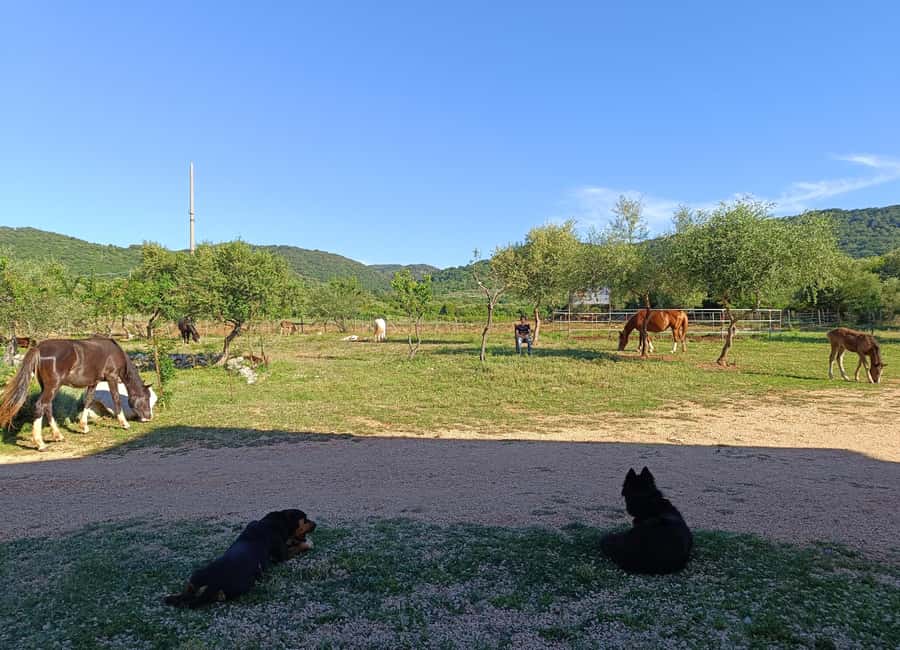 Gargano National Park: a horseback ride - A ten-minute photo and grazing stop