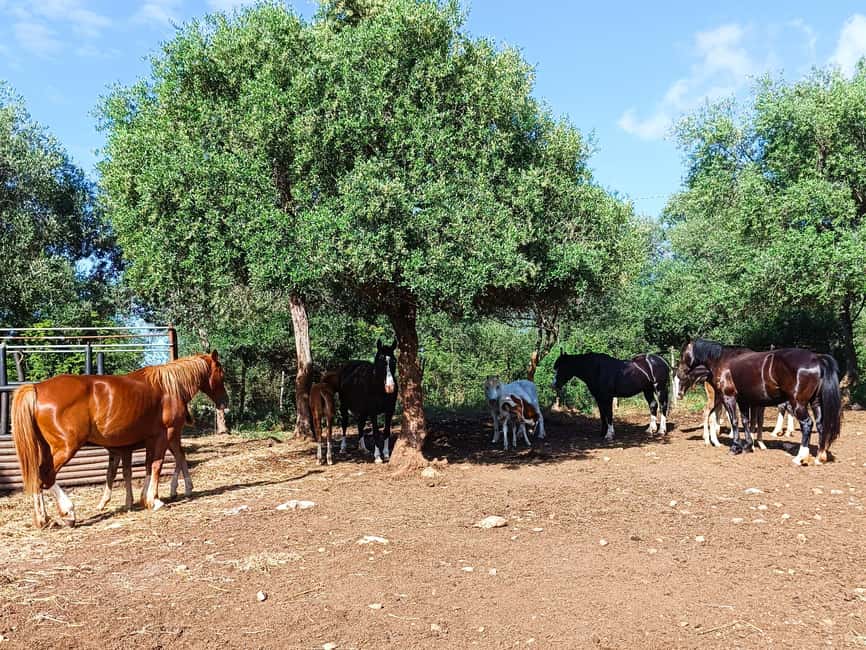 Gargano National Park: a horseback ride - What $53 buys you