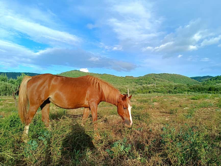 Gargano National Park: a horseback ride - Who will enjoy this ride most