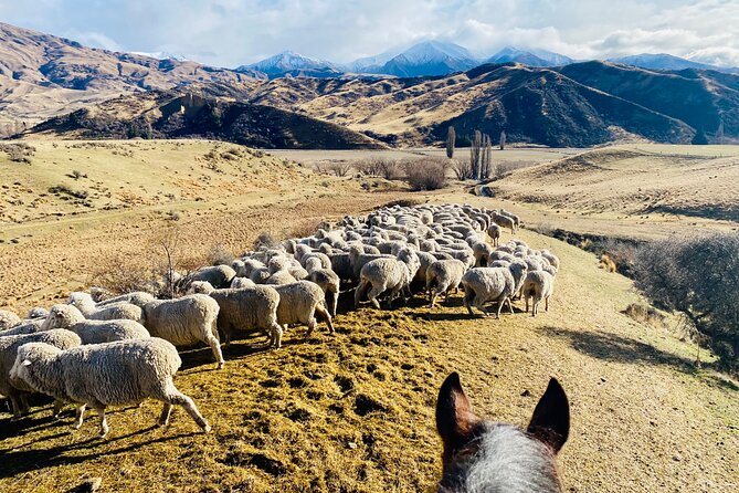 Gold Discovery Trail Horse Trek Cardrona - Most popular! - How much value do you get for NZ$309.67?