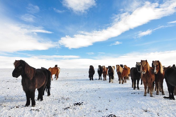 Golden Circle & Viking Horse Experience - Geysir, steam, and the famous erupting geyser