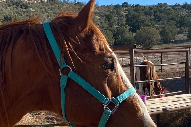 Grand Canyon ATV Tour + Horseback Riding Tour - Horseback riding is the big question