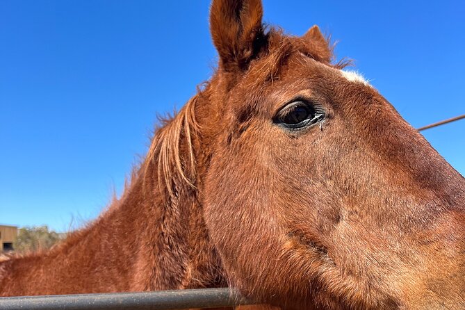 Grand Canyon ATV Tour + Horseback Riding Tour - What the $550 price really buys