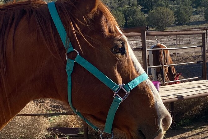 Grand Canyon Horseback Tour - Key points to know before booking