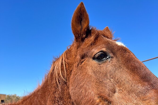 Grand Canyon Horseback Tour - A quick Hoover Dam Bypass photo stop
