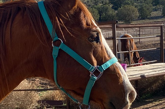 Grand Canyon Horseback Tour - Helmets, hair, and the rules that matter