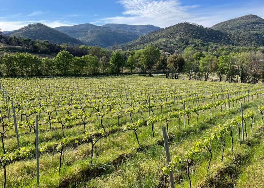 Grimaud: Horseback Riding & Wine Tasting in Maures Forest - Starting at Ranch la Mène