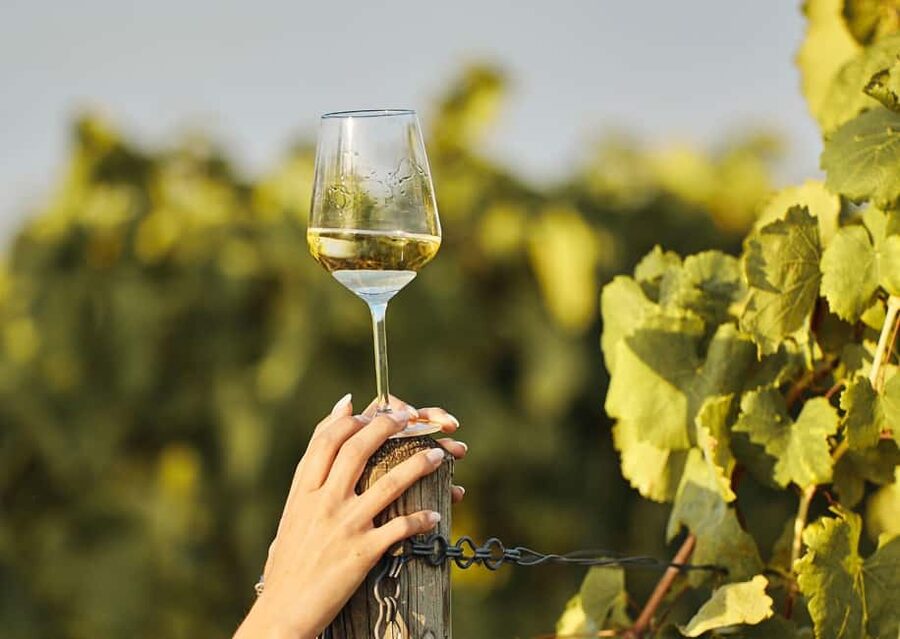 Grimaud: Horseback Riding & Wine Tasting in Maures Forest - The guide makes the difference