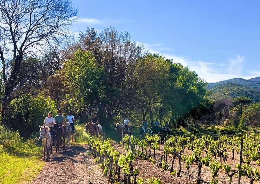 Grimaud: Horseback Riding & Wine Tasting in Maures Forest - One hour through forest and vineyards
