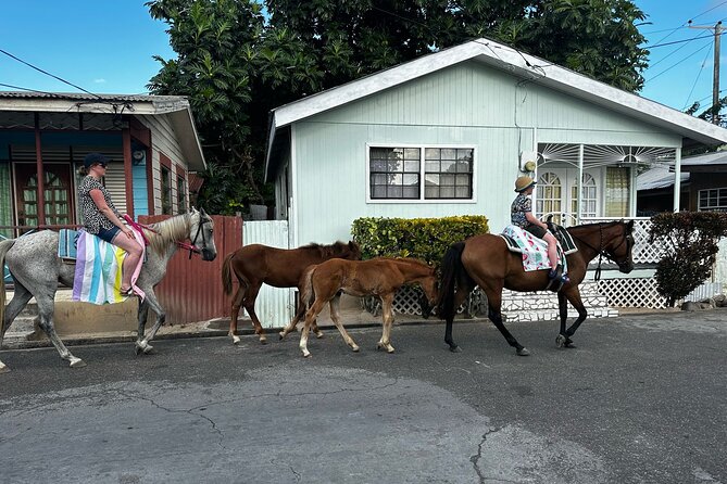 Gros Islet Village Horseback Riding run with Dore's riding Stable - The sea swim with the horses
