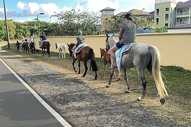 Gros Islet Village Horseback Riding run with Dore's riding Stable - Horses, foals, and Silver the dog