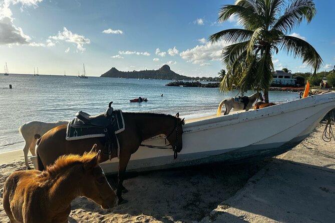 Gros Islet Village Horseback Riding run with Dore's riding Stable - Why the family-friendly setup matters
