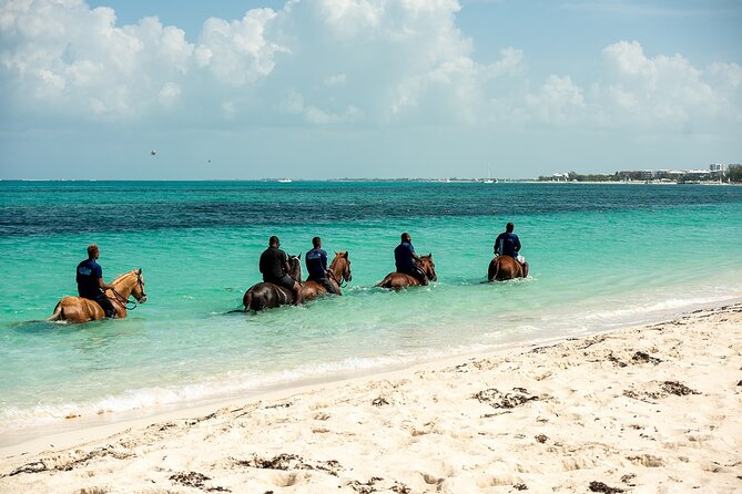 Group Beach and Ocean Horseback Adventure in Providenciales - Meeting Calm Geldings Before the Ride