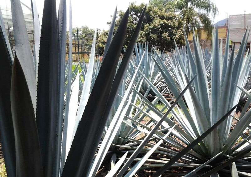 Guadalajara: Horse Riding on the Tequila Route with Tastings - Key points to know before booking