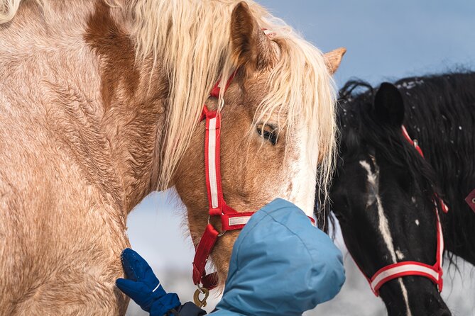 Guided Horse Riding in the Bay of Saint Paul Valley - The Horses Are the Main Attraction